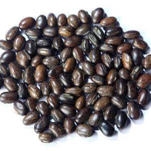 Mengenal Kacang Mucuna Bracteata dari PT Unison Prima Utama
